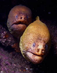 Green morays by Doug Anderson 